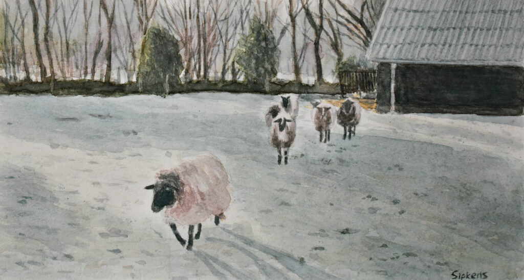 Schapen Floris